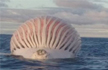 Australian fisherman stumped after spotting alien-like creature emerging from sea